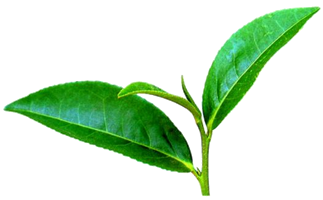 greenlogo.png greenlogo.png