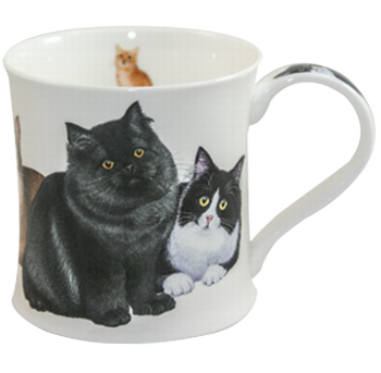 Bild von Dunoon Wessex Black Cats & Kittens