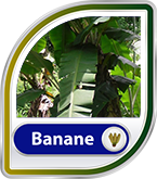 Bild für Kategorie Bananentee