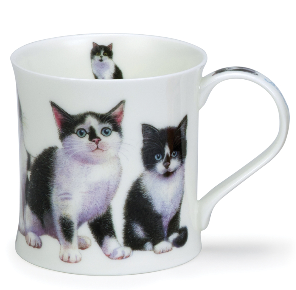 Bild von Dunoon Wessex Kittens Black/White