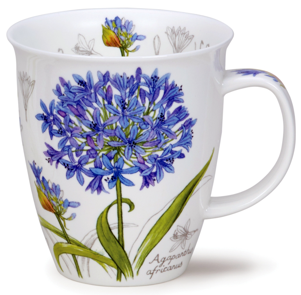 Bild von Dunoon Nevis Botanical Sketch Agapanthus
