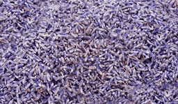 Bild von Lavendelblüten ganz - tiefblau Spitzenqualität französisch
